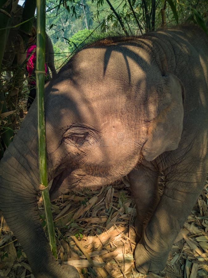 Chiuso sull'elefante del bambino della foto immagini stock Chiuso sull'elefante del bambino della foto immagini stock