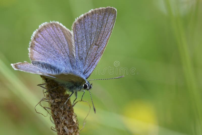 Natural colorful closeup on a Mazarine blue butterfly, Cyaniris semiargus sitting with open wings in the meadow. Natural colorful closeup on a Mazarine blue butterfly, Cyaniris semiargus sitting with open wings in the meadow