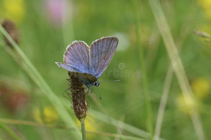 Natural colorful closeup on a Mazarine blue butterfly, Cyaniris semiargus sitting with open wings in the meadow. Natural colorful closeup on a Mazarine blue butterfly, Cyaniris semiargus sitting with open wings in the meadow