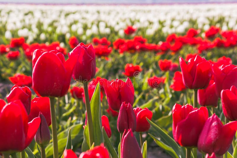 Chiusura del campo di molla con sfondo tulipani in fiore. carta da parati primaverile di freschezza con fiori di fiore. sfocatura fotografie stock