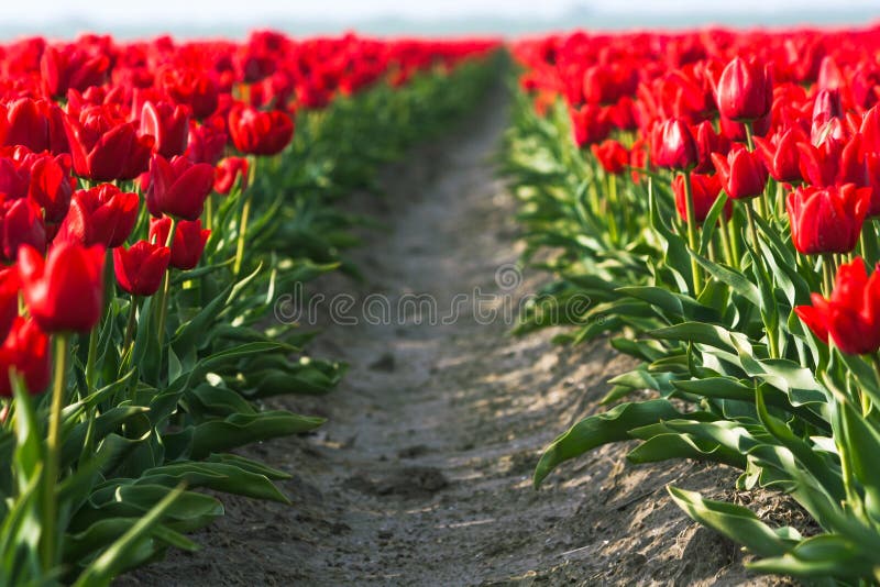 Chiusura del campo di molla con sfondo tulipani in fiore. carta da parati primaverile di freschezza con fiori di fiore. sfocatura immagini stock libere da diritti