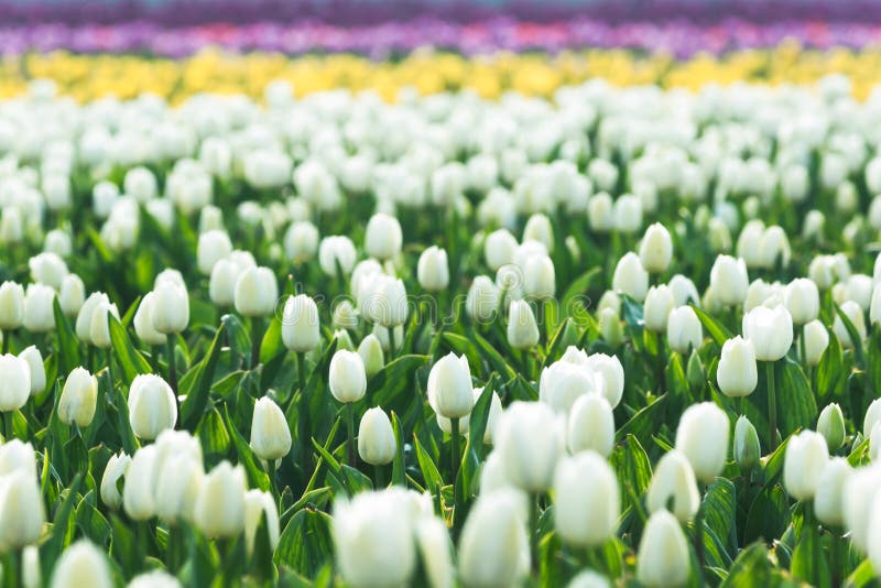 Chiusura del campo di molla con sfondo tulipani in fiore. carta da parati primaverile di freschezza con fiori di fiore. sfocatura fotografia stock