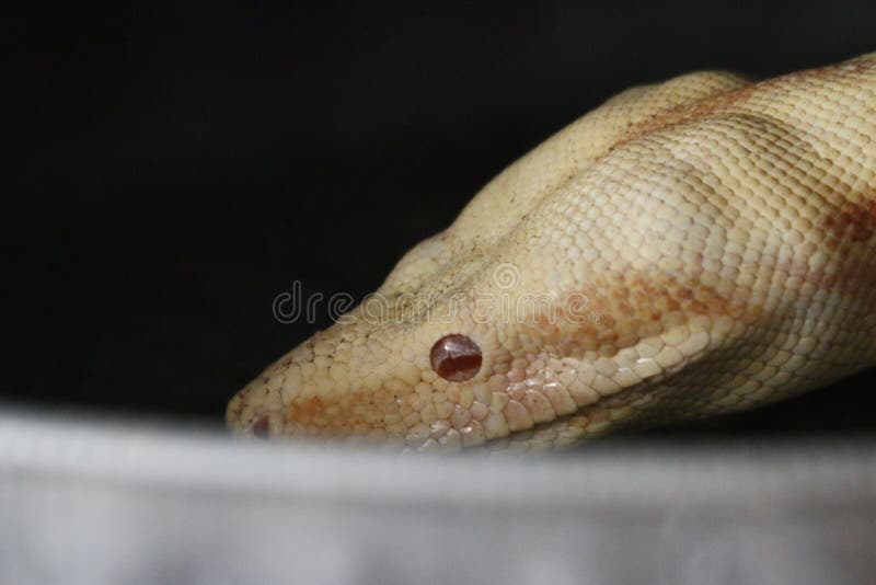 Chiusura del distretto di Albinos Boa, Boa Constrictor, 2 mesi, di fronte a fondo bianco immagini stock Chiusura del distretto di Albinos Boa, Boa Constrictor, 2 mesi, di fronte a fondo bianco immagini stock