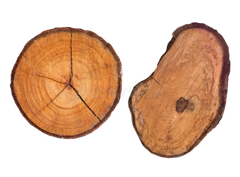 Chiusura del tronco dell'albero di taglio a sezione trasversale su un legno bianco isolato di fondo. assortimento