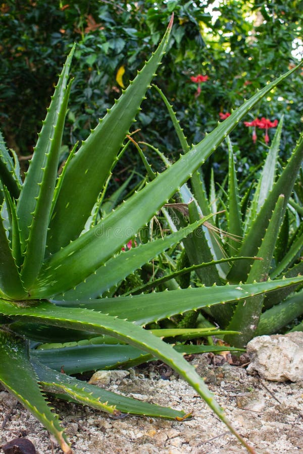 Chiusura dell'impianto di aloe vera. macropianta tropicale. aloe succulenta in giardino. ravvicinamento della natura tropicale. al fotografia stock libera da diritti