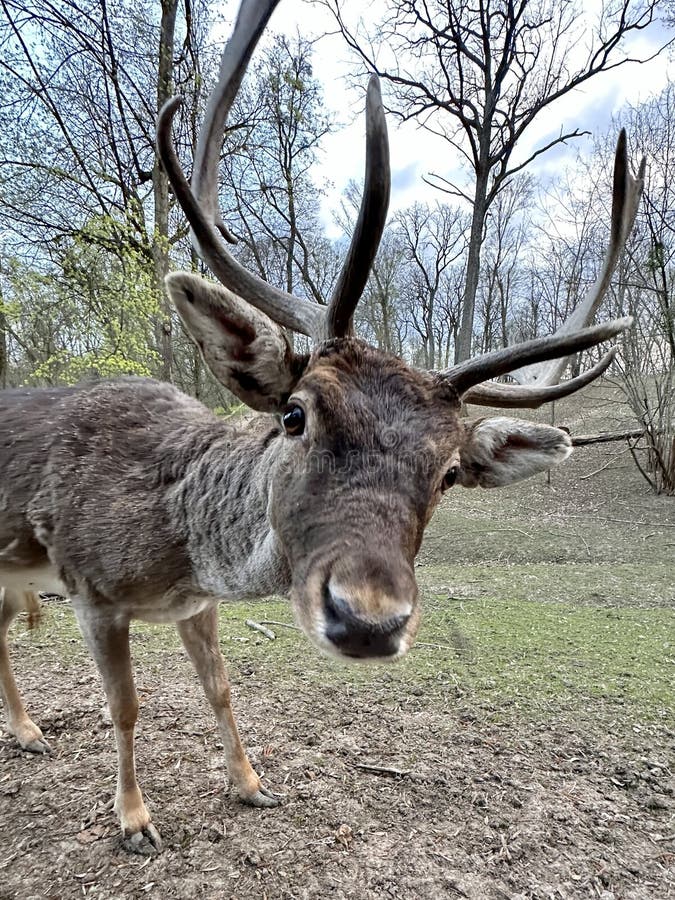 A deer with antlers walks in the forest. Close-up of the muzzle of a young deer. Large horned animal in the reserve. A deer with antlers walks in the forest. Close-up of the muzzle of a young deer. Large horned animal in the reserve