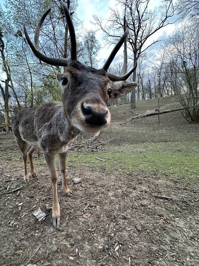 A deer with antlers walks in the forest. Close-up of the muzzle of a young deer. Large horned animal in the reserve. A deer with antlers walks in the forest. Close-up of the muzzle of a young deer. Large horned animal in the reserve