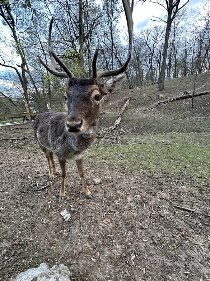 A deer with antlers walks in the forest. Close-up of the muzzle of a young deer. Large horned animal in the reserve. A deer with antlers walks in the forest. Close-up of the muzzle of a young deer. Large horned animal in the reserve