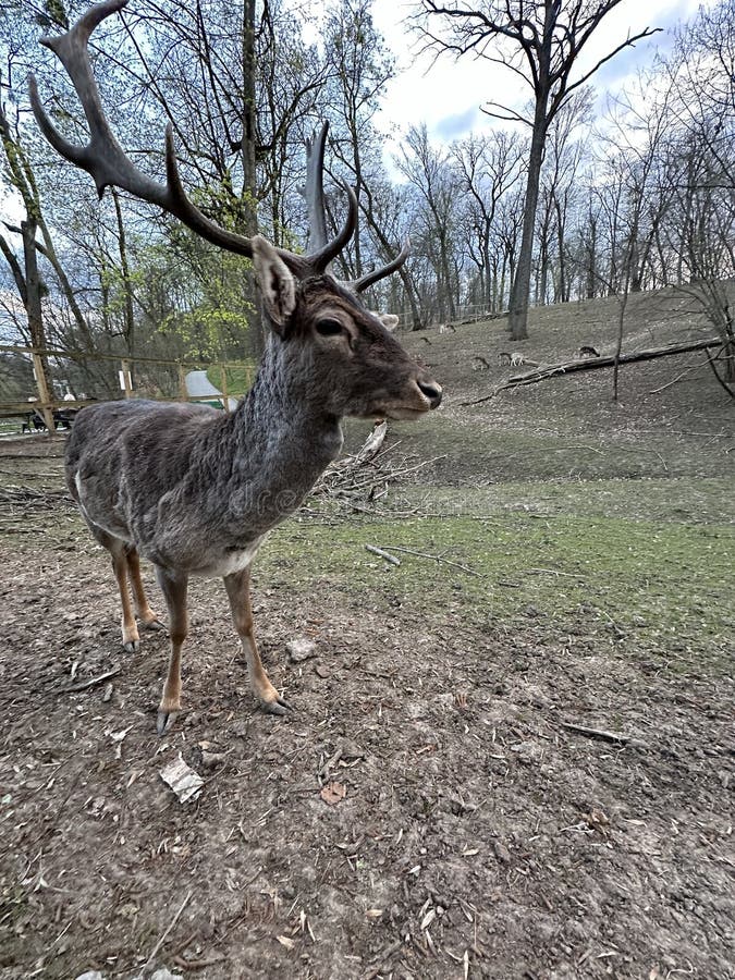 A deer with antlers walks in the forest. Close-up of the muzzle of a young deer. Large horned animal in the reserve. A deer with antlers walks in the forest. Close-up of the muzzle of a young deer. Large horned animal in the reserve