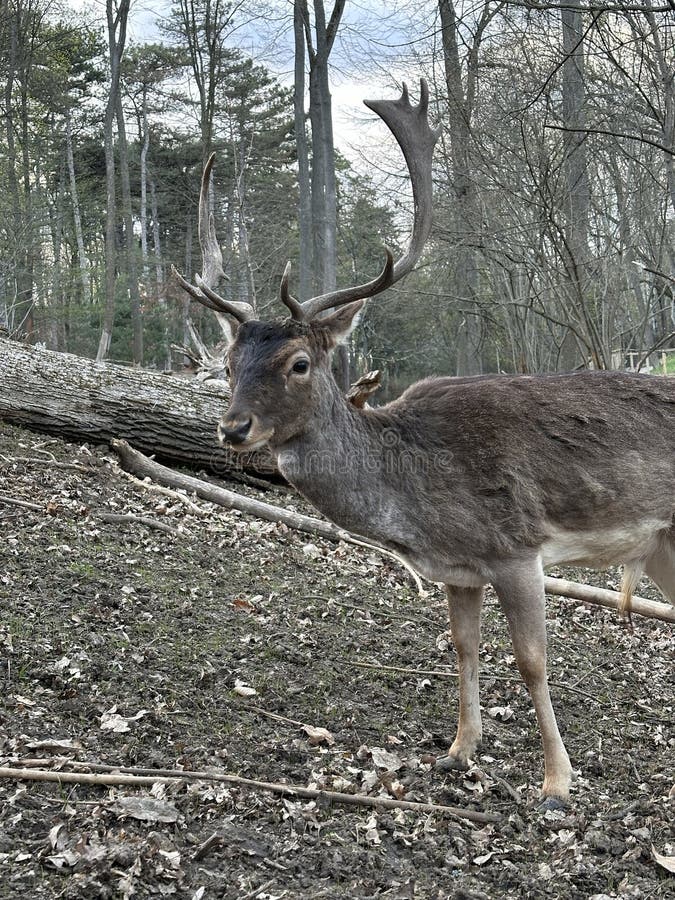 A deer with antlers walks in the forest. Close-up of the muzzle of a young deer. Large horned animal in the reserve. A deer with antlers walks in the forest. Close-up of the muzzle of a young deer. Large horned animal in the reserve