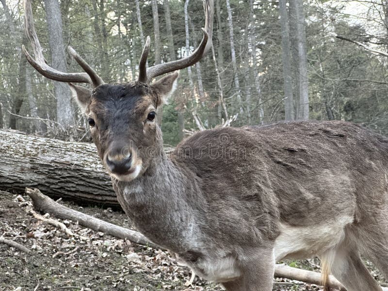 A deer with antlers walks in the forest. Close-up of the muzzle of a young deer. Large horned animal in the reserve. A deer with antlers walks in the forest. Close-up of the muzzle of a young deer. Large horned animal in the reserve