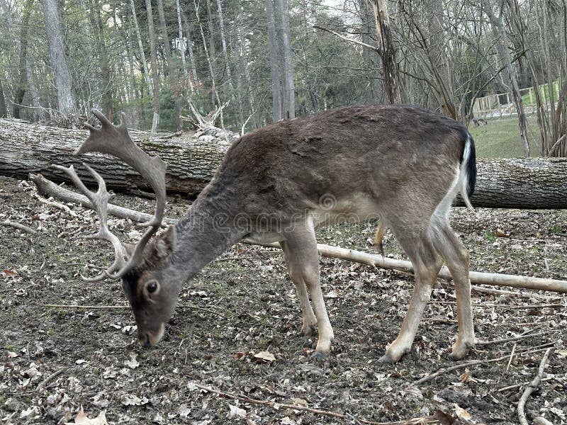 A deer with antlers walks in the forest. Close-up of the muzzle of a young deer. Large horned animal in the reserve. A deer with antlers walks in the forest. Close-up of the muzzle of a young deer. Large horned animal in the reserve