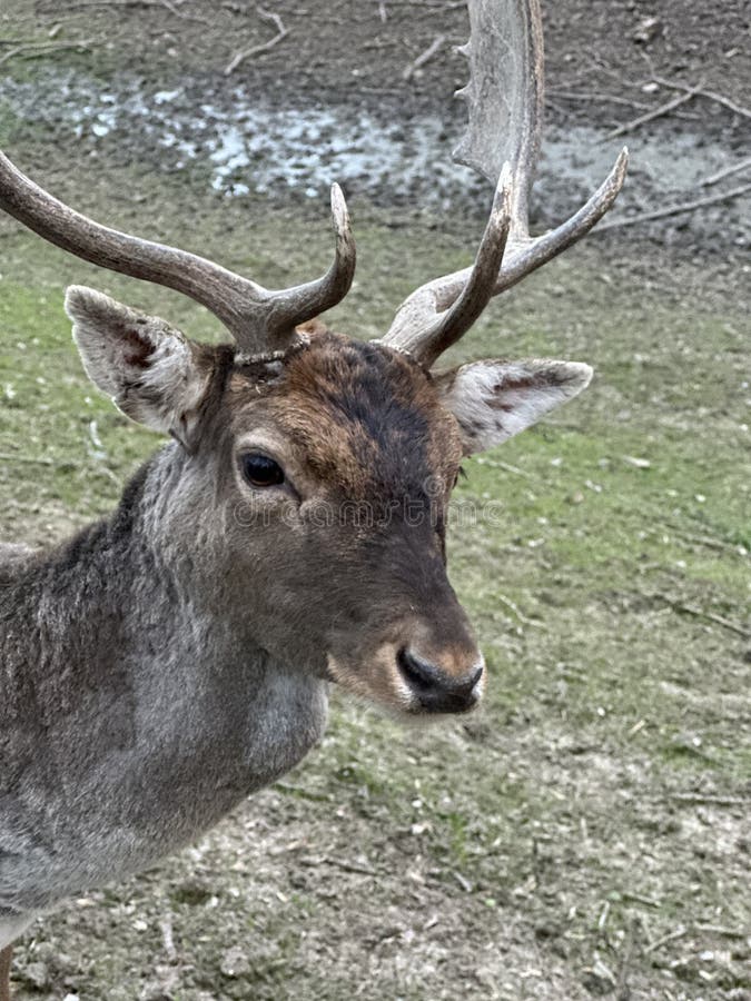 A deer with antlers walks in the forest. Close-up of the muzzle of a young deer. Large horned animal in the reserve. A deer with antlers walks in the forest. Close-up of the muzzle of a young deer. Large horned animal in the reserve