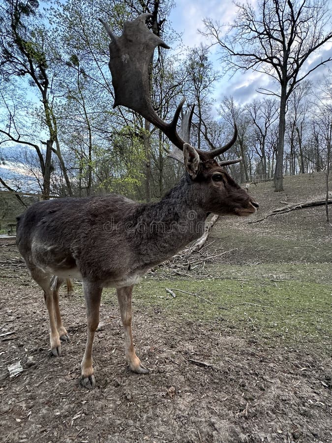 A deer with antlers walks in the forest. Close-up of the muzzle of a young deer. Large horned animal in the reserve. A deer with antlers walks in the forest. Close-up of the muzzle of a young deer. Large horned animal in the reserve