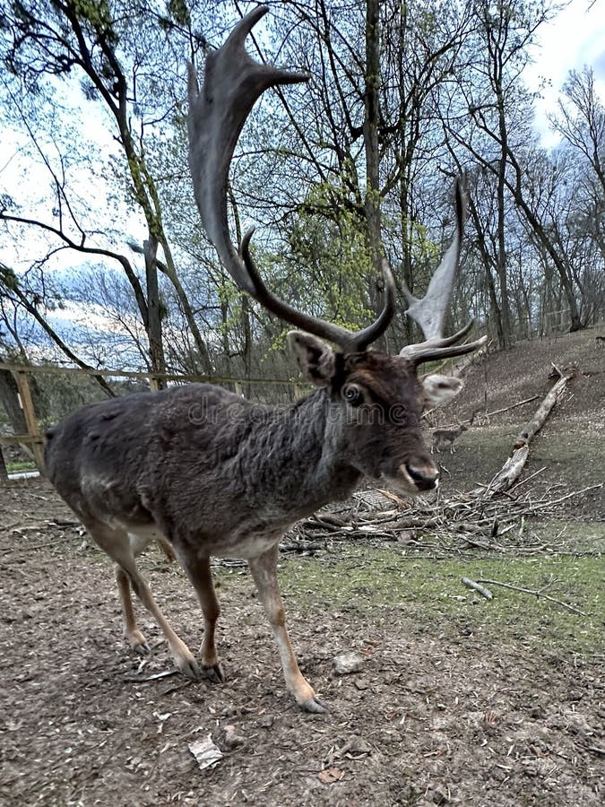 A deer with antlers walks in the forest. Close-up of the muzzle of a young deer. Large horned animal in the reserve. A deer with antlers walks in the forest. Close-up of the muzzle of a young deer. Large horned animal in the reserve