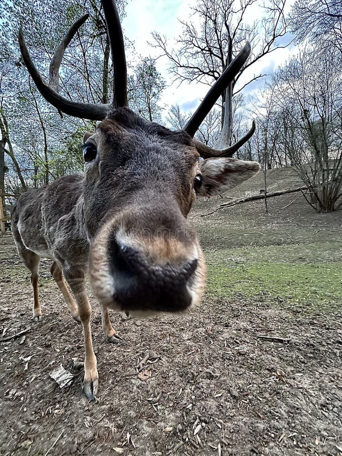 A deer with antlers walks in the forest. Close-up of the muzzle of a young deer. Large horned animal in the reserve. A deer with antlers walks in the forest. Close-up of the muzzle of a young deer. Large horned animal in the reserve