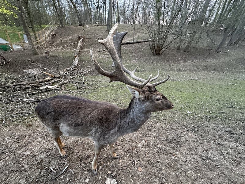A deer with antlers walks in the forest. Close-up of the muzzle of a young deer. Large horned animal in the reserve. A deer with antlers walks in the forest. Close-up of the muzzle of a young deer. Large horned animal in the reserve