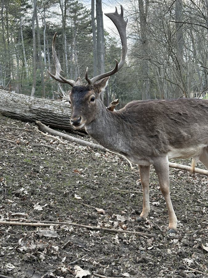 A deer with antlers walks in the forest. Close-up of the muzzle of a young deer. Large horned animal in the reserve. A deer with antlers walks in the forest. Close-up of the muzzle of a young deer. Large horned animal in the reserve