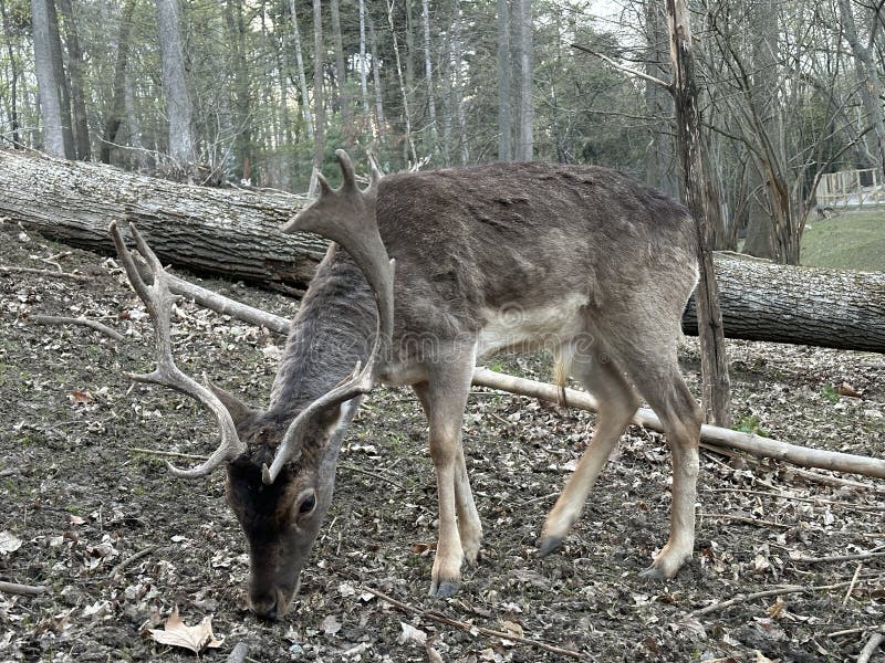 A deer with antlers walks in the forest. Close-up of the muzzle of a young deer. Large horned animal in the reserve. A deer with antlers walks in the forest. Close-up of the muzzle of a young deer. Large horned animal in the reserve