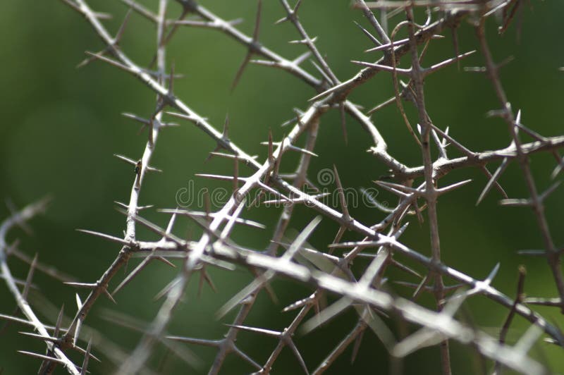 Chiusura delle spine di macrosucculento fotografia stock