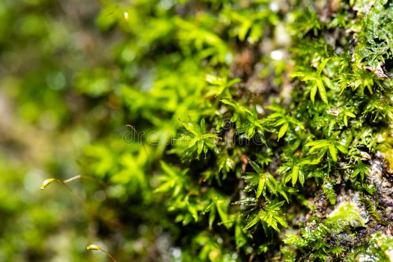 Come Curare Le Afte Della Bocca Ecco Le Cause Ed I Rimedi Piu Comuni