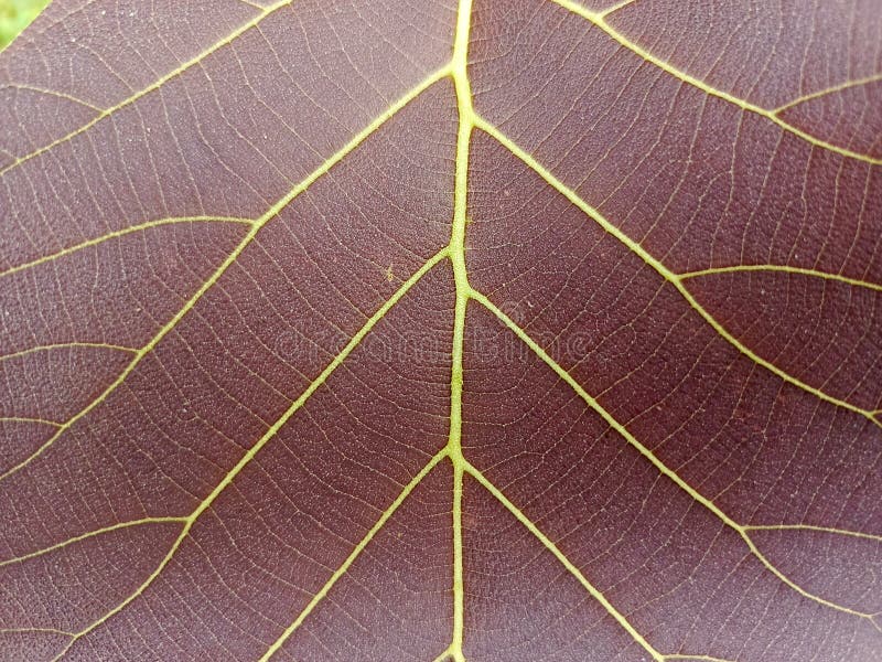 Chiusura dettagliata del disegno a foglia tropicale con linee a vena vibranti foto a struttura botanica immagini stock libere da diritti