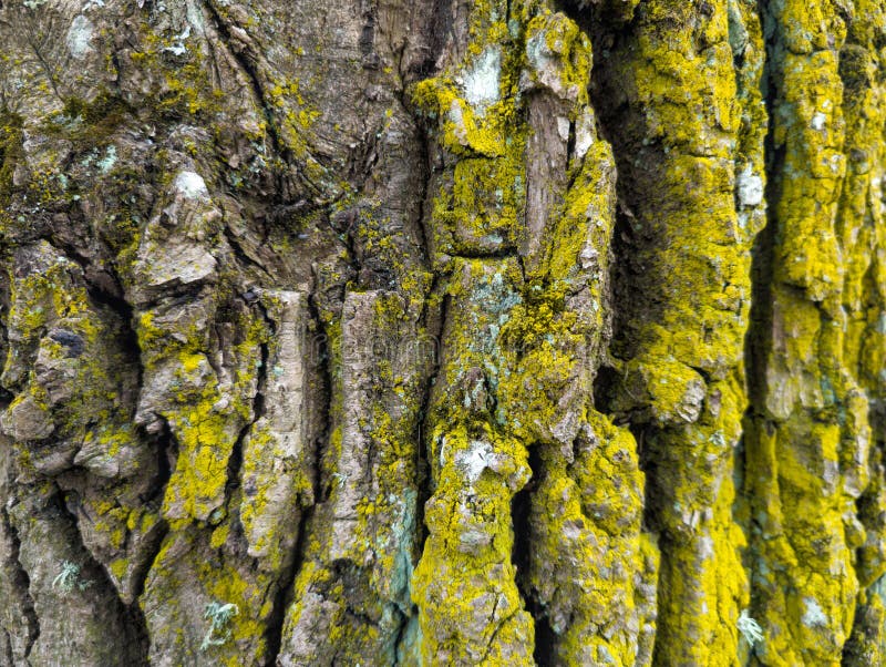 Chiusura dettagliata della corteccia a albero coperta da Lichen e Moss immagine stock libera da diritti