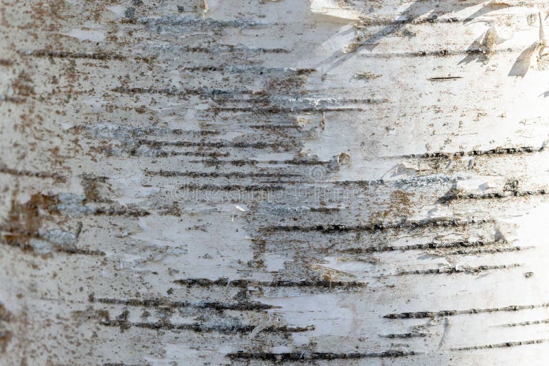 Chiusura dettagliata della corteccia di betulla con trama e modelli naturali fotografie stock libere da diritti