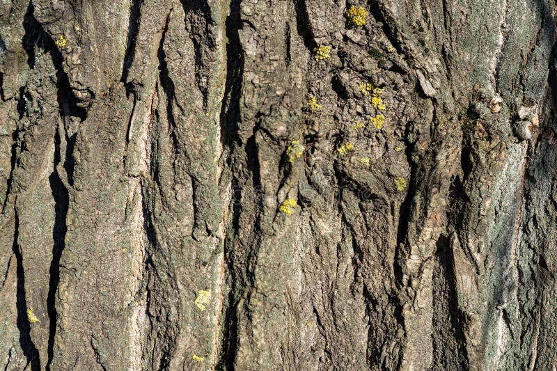 Chiusura dettagliata della trama della corteccia immagine stock