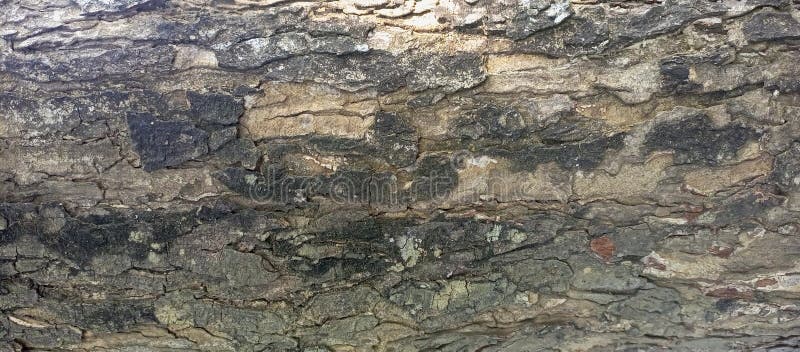 Chiusura dettagliata della trama di corteccia di alberi da penna fotografia stock