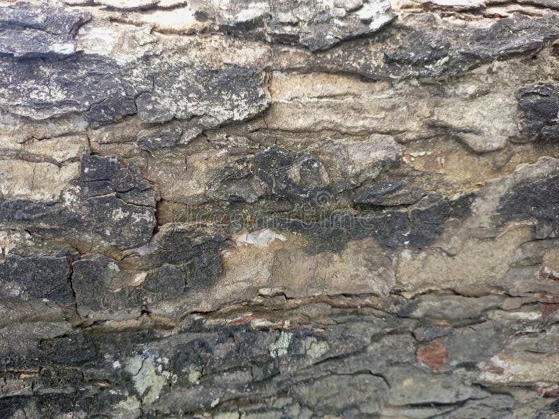 Chiusura dettagliata della trama di corteccia di alberi da penna fotografia stock libera da diritti