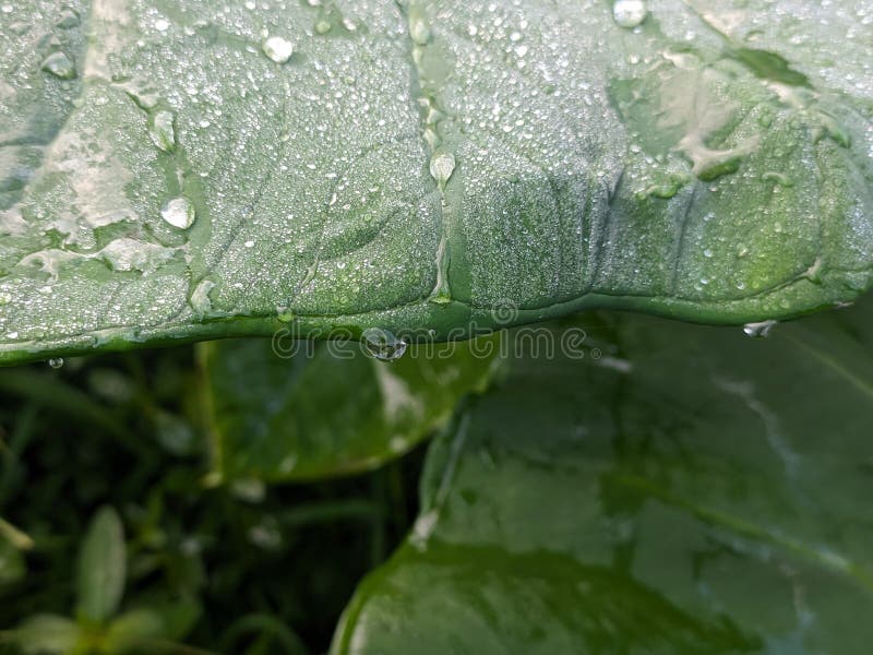 Chiusura dettagliata delle goccioline di rugiada mattutine su una foglia verde di grandi dimensioni che evidenzia la consistenza e fotografie stock