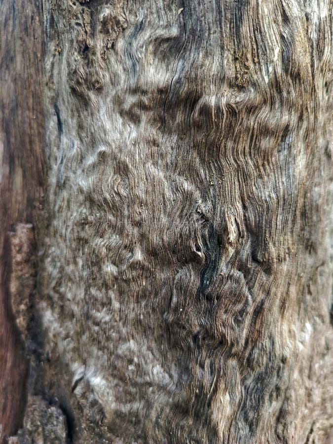 Chiusura dettagliata di legno o corteccia vecchio testurizzato con intreccio d'onda intricato e tonalità di grigio-marrone. fotografie stock
