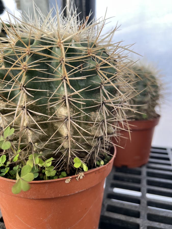 Chiusura dettagliata di un cactus verde in una pentola di terracotta con aculei acuti fotografie stock libere da diritti