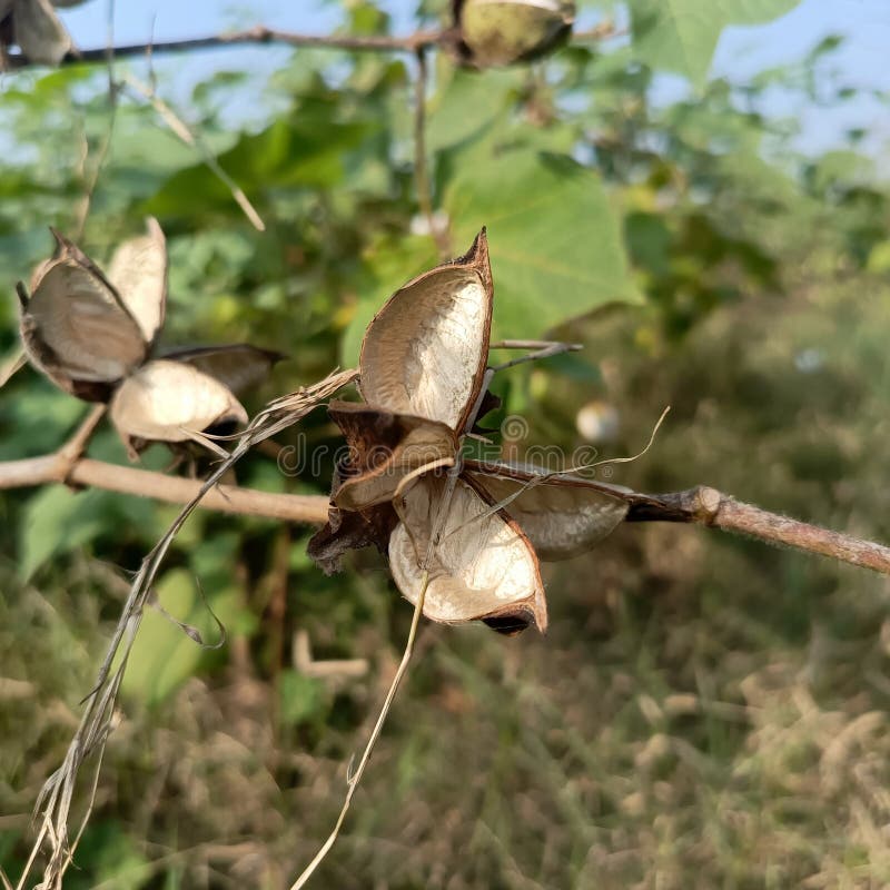 Chiusura dettagliata di un cappuccio di cotone naturale e produzione naturale in fotografia fotografia stock libera da diritti
