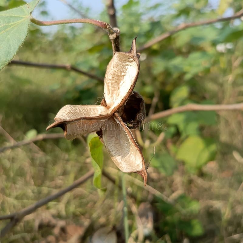 Chiusura dettagliata di un cappuccio di cotone naturale e produzione naturale in fotografia immagine stock libera da diritti