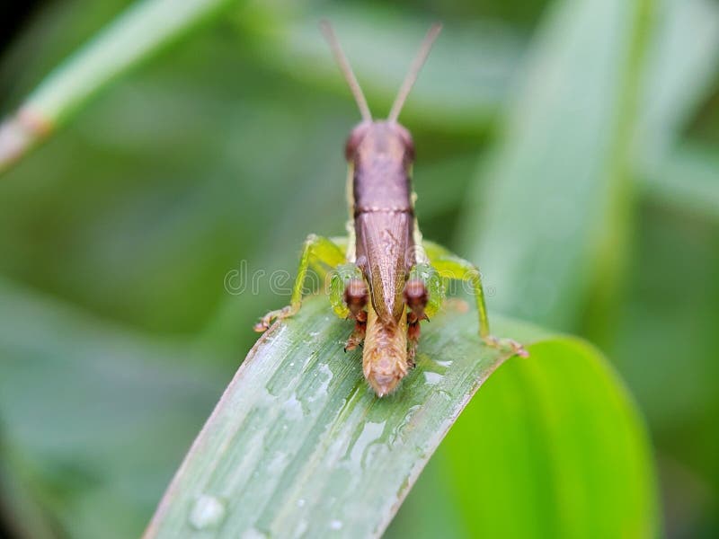Chiusura dettagliata di un cavalletto che si trova su una foglia verde in natura fotografia stock libera da diritti