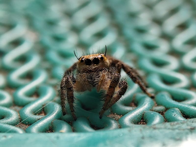 Chiusura dettagliata di un ragno che pompava accattivante che presenta le sue caratteristiche intricate su una superficie verde te fotografia stock
