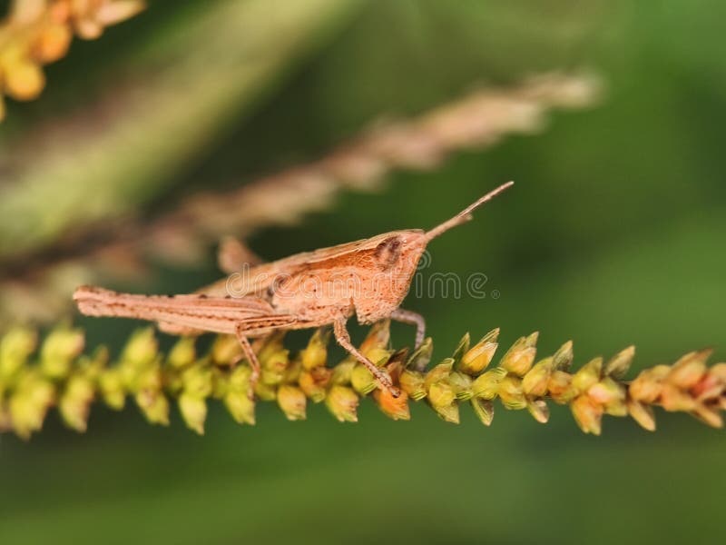 Chiusura dettagliata di una cavalletta marrone piantata su un tronco di pianta che presenta caratteristiche intricate. immagini stock libere da diritti