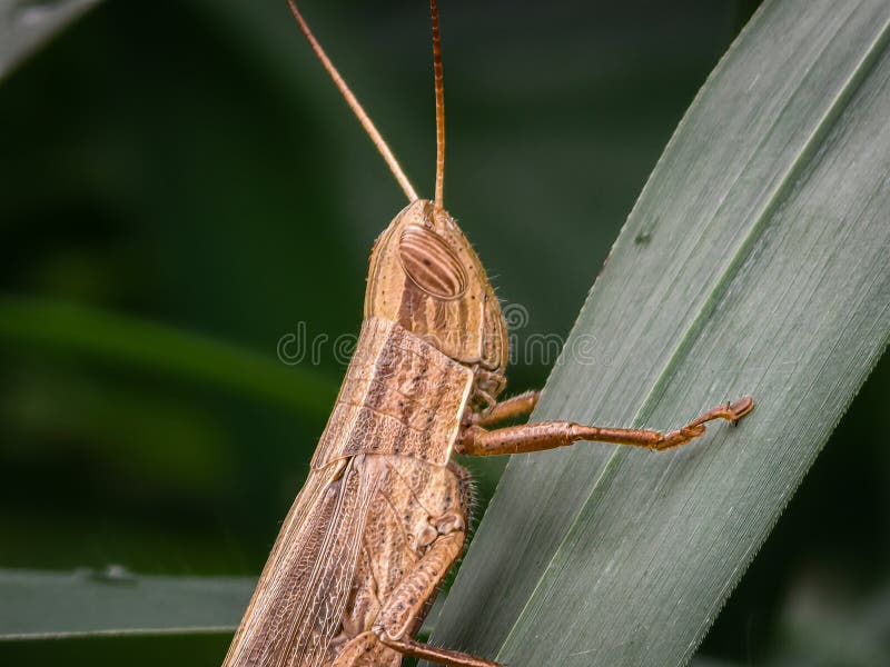 Chiusura dettagliata di una cavalletta marrone saldamente immersa su una foglia verde fotografia stock libera da diritti