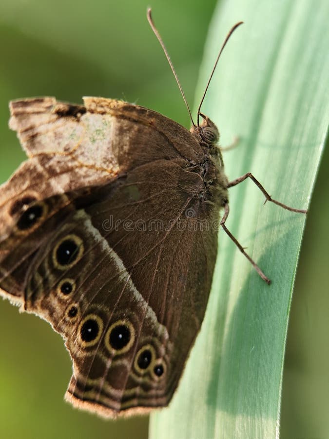 Chiusura dettagliata di una farfalla marrone con bellissime marcature oculari su una foglia verde. fotografia stock libera da diritti