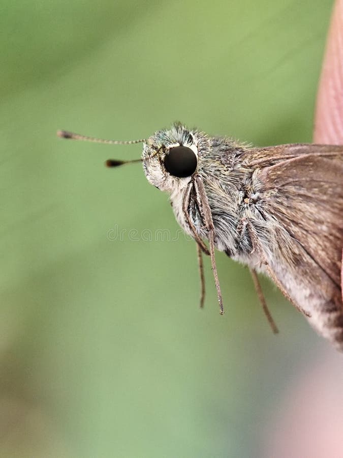Chiusura dettagliata di una farfalla di un comandante marrone. Macro dell'insetto su sfondo verde sfocato. immagine stock libera da diritti