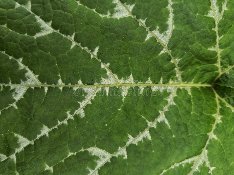Chiusura dettagliata di una foglia verde con vene bianche distinte che formano un complesso di steli intricato. fotografia stock libera da diritti