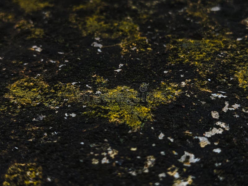 Chiusura dettagliata di una superficie piuma ricoperta di muschio verde di muffa nera e di lichene giallastro fotografie stock