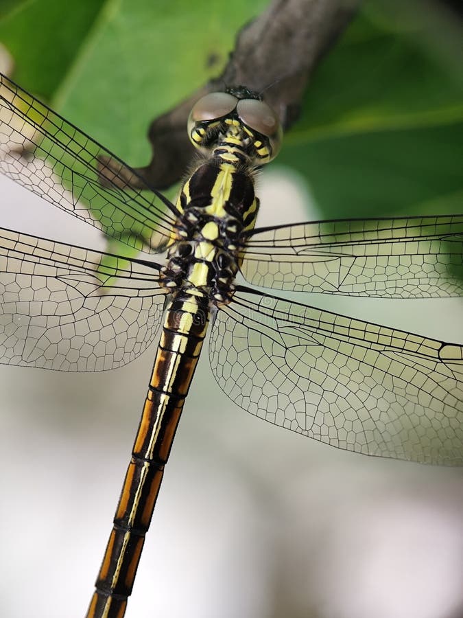 Chiusura dettagliata di una testa di dragonflys e del torace che presenta la sua intricata struttura oculare e i suoi modelli. fotografia stock