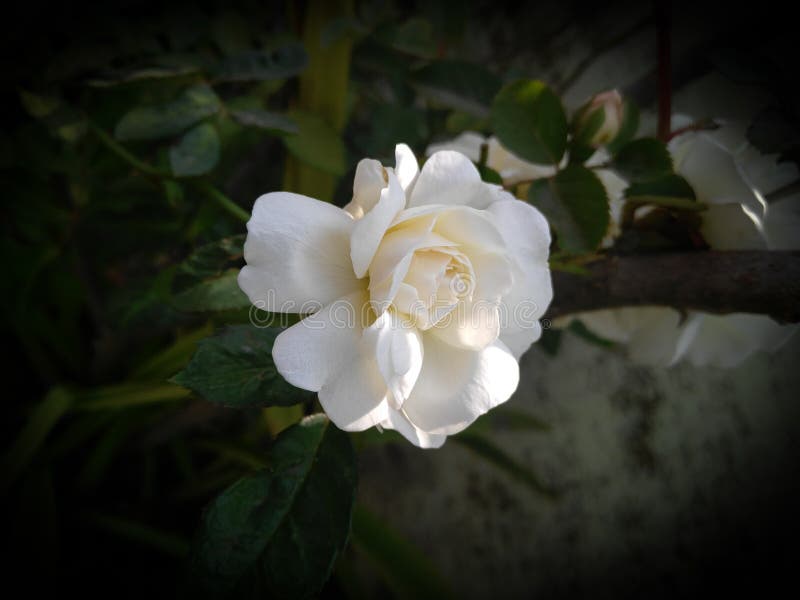 Closeup of beautiful white rose flower blooming in branch of green leaves plant growing in garden, nature photography. Closeup of beautiful white rose flower blooming in branch of green leaves plant growing in garden, nature photography