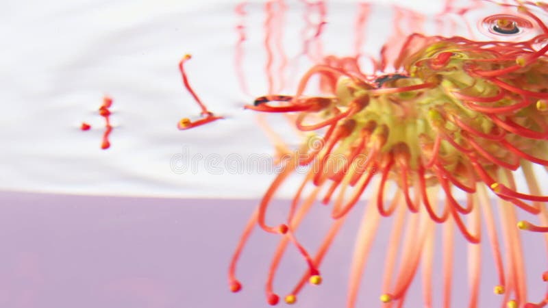 Chiusura di bellissimo fiore luminoso in acqua. materiale di riferimento. bocciolo di fiore bellissimo sotto l'acqua su fondo isol