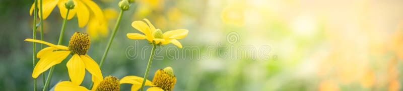 Chiusura Di Fiori Gialli Su Fondo Grigio Sfuocato Sotto La ...