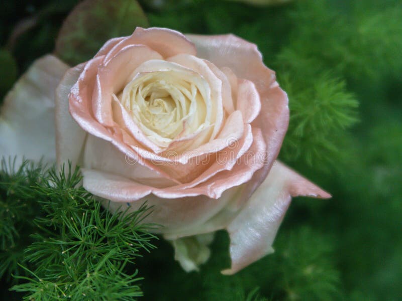 Chiusura di fondo di fiori rosa di rosa Sfondo di carta da parati per le rose fotografia stock libera da diritti Chiusura di fondo di fiori rosa di rosa Sfondo di carta da parati per le rose fotografia stock libera da diritti