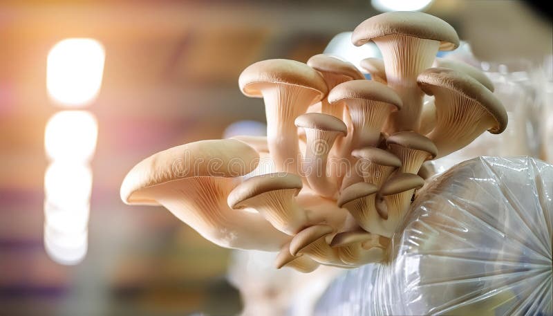 Chiusura di funghi bianchi che crescono da sacchetti di plastica in un ambiente agricolo interno con una concentrazione morbida su immagini stock